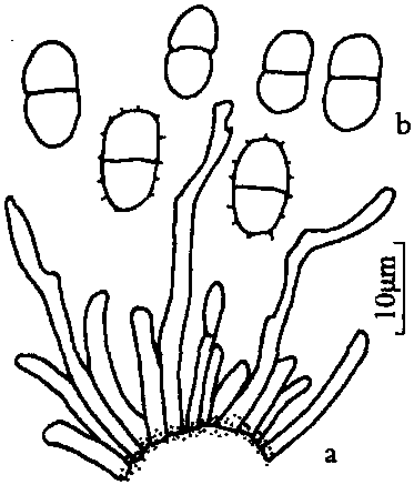 獨(dú)活葉枯病